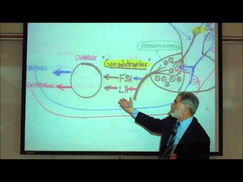 FSH & LH AND THE REGULATION OF THE REPRODUCTIVE ORGANS by Professor Fink