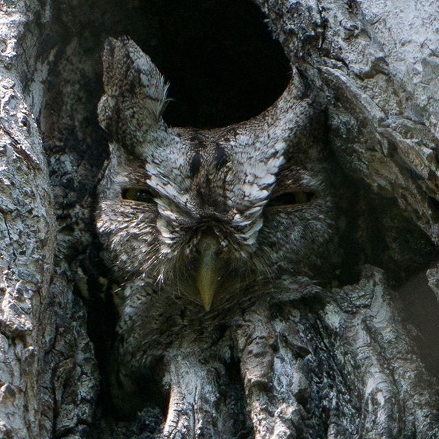 Eastern Screech Owl by Danielle Brigida/USFWS