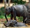 Bath time at Sri Lanka's Elephant Transit Home