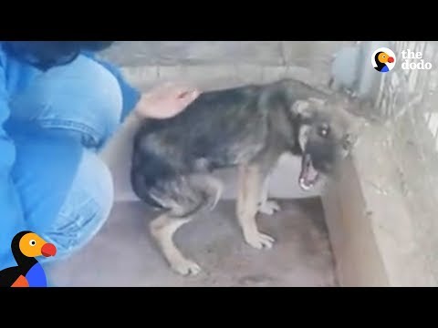 Dog Cries Every Time He's Touched — Until He Meets This Woman | The Dodo