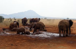 Family of African Bush Elephants taking a mud bath in Tsavo East National Park, Kenya. Mating happens when the female becomes receptive, an event that can occur anytime during the year. When she is ready, she starts emitting infra sounds that attract the males, sometimes from kilometers away