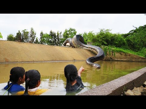 Terrifying! Three Sisters Catch Big Snake At Canal While Swimming - How To Catch Water Snake