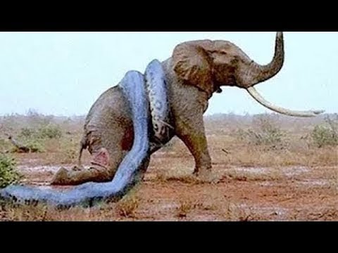 LIVE: Wild Discovery Channel Animals | We Caught Giant Snake Anaconda | Animal Documentary BBC 2018