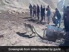 Villagers In Spiti Valley First Captured A Snow Leopard Then Set It Free