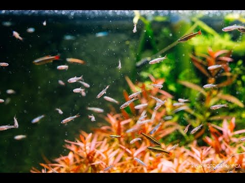 2016 01 15 white cloud minnow release into my 120 gallon planted aquarium