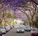 Jacaranda lined street