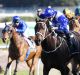 Her race: Winx charges home to win the Warwick Stakes last year