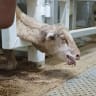 Turnbull government MP will introduce a bill to ban live sheep exports