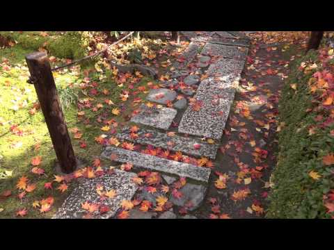 (4K)京都の紅葉【2014/11/27】 Autumn Leaves in Kyoto