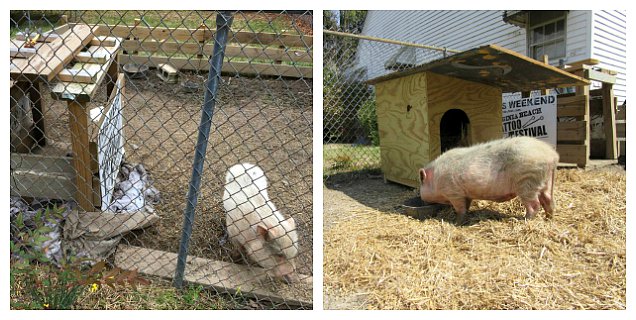 PETA Custom-Builds House for Pig in North Carolina