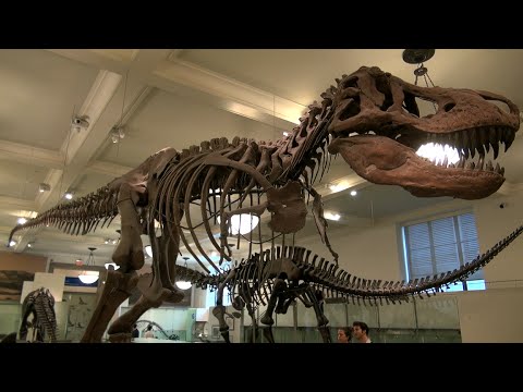 American Museum of Natural History in New York