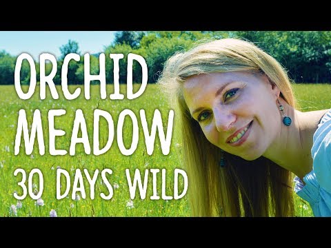 Orchid Meadows on the Isle of Man -- 30 Days Wild