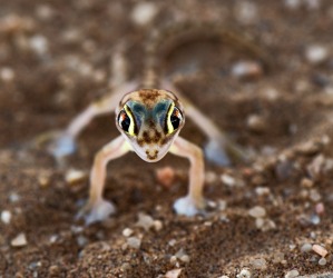 This stunning gecko I shot close up  lying on my stomach with my Nikon D800E , Macro 105 mm f2.8 lens  fixed on my ...