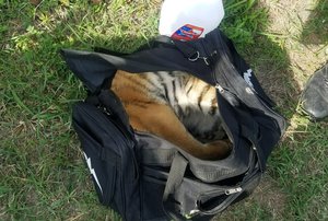 This April 30, 2018 photo provided by U.S Customs and Border Protection shows a male tiger in a duffle bag that was seized at the border near Brownsville, Texas.