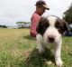 Koroit Sheep Dog Trials. Pictured - Leigh Foster, of Hawksdale NSW, is travelling with 10 trialling dogs, plus 4 6 week ...