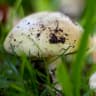 Warning issued as deadly death cap mushrooms spotted in Canberra