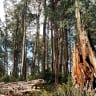 Victoria's forest collapse 'inevitable', study finds