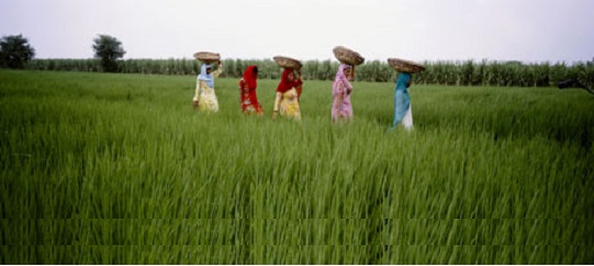 Haryana Wheat Fields