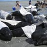 Pilot whale stranding on NZ's West Coast