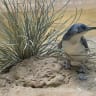 Thousands of Little Blue Penguins wash up dead on NZ coast