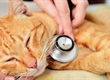 Pet health alert: “Cat plague” returns after almost 40 years