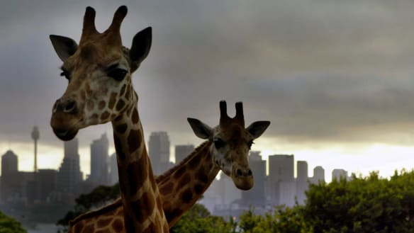 Taronga Zoo settles dispute with rival over 'Sydney Zoo' name