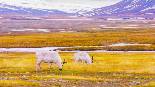 Reindeer grazing in the advent valley - Adventdalen in Svalbard.