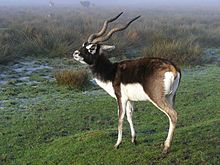 Blackbuck-0006.jpg