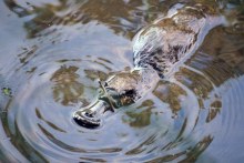 Platypus (Australian Platypus Conservancy)