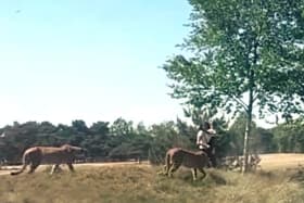 Family flees cheetahs after ignoring safari park warnings