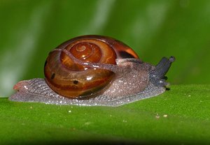 Weird Land Snail (Ariophantidae) with strange tentacles (15481446171)