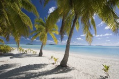 Tokelau palm trees