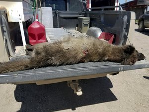 This undated photo provided by the Montana Fish, Wildlife and Parks on Friday, May 25, 2018, shows a wolf-like animal that was shot on May 16, 2018, after it was spotted in a private pasture with livestock near Denton, Montana.