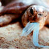 Queensland researchers hope sea turtles, birds will benefit from plastic ban