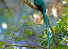 Resplendant Quetzal