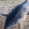 'You don’t see this very often': Large shark washes up on Bondi Beach