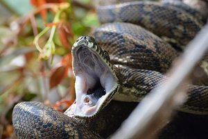 Coastal Carpet Python (Morelia spilota mcdowelli)   Wollumbin National Park