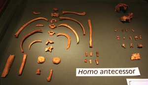 A display shows bones of the Homo Antecessor at a press conference in Madrid Thursday May 29 1997 where scientists announced the discovery in northern Spain of the common ancestor of both the Neanderthals and modern man