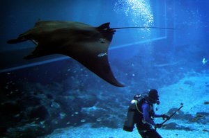 A diver is dwarfed by a manta ray which is gliding past in an aquarium on Tuesday, May 21, 2013 in Singapore at the Marine Life Park at Resorts World Sentosa, one of the city-state's newest tourist attractions which opened late 2012.