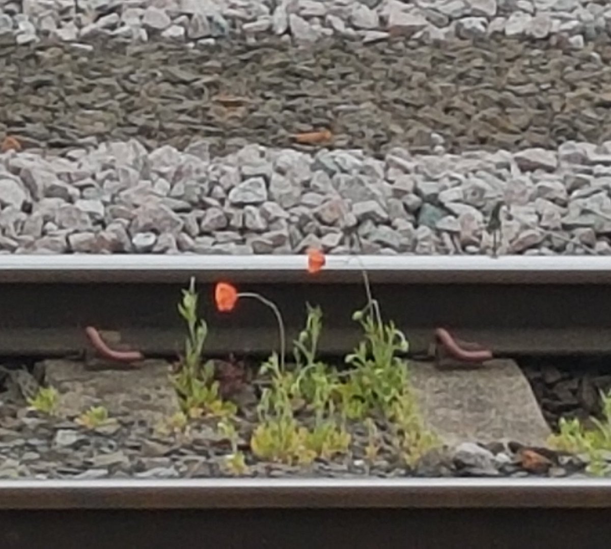 Doncaster poppies in between the train tracks .