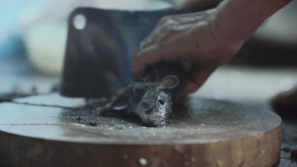 Live rats torn apart not 'high impact violence': Classifications watchdog