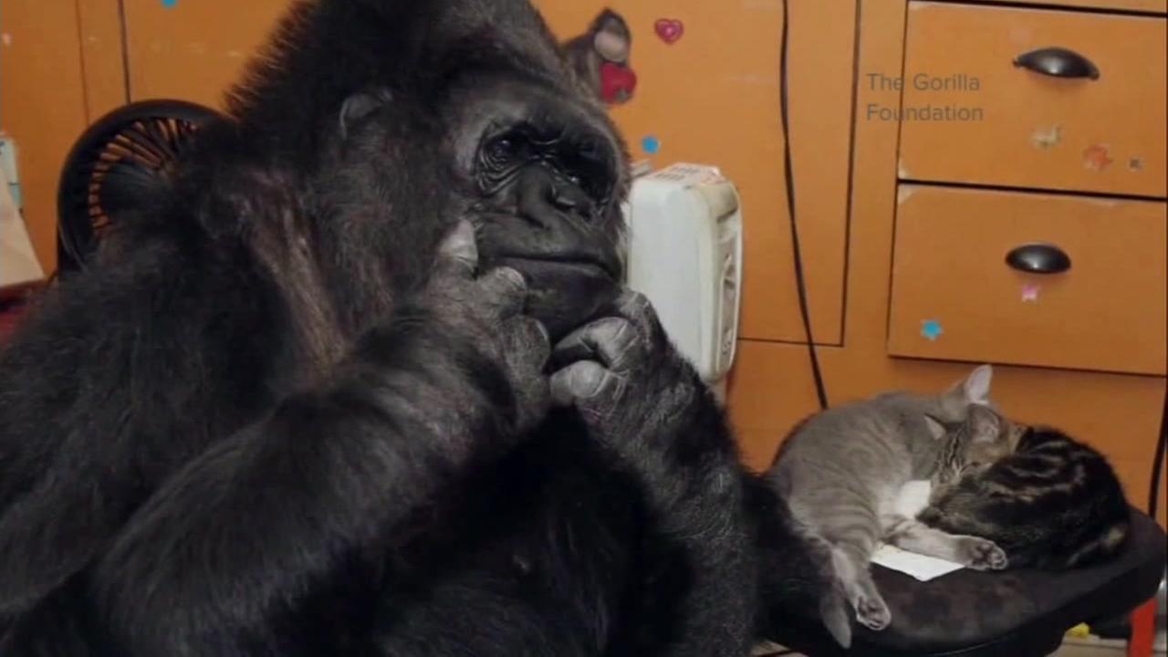 Koko the gorilla is pictured with a kitten in this photo provided by The Gorilla Foundation.
