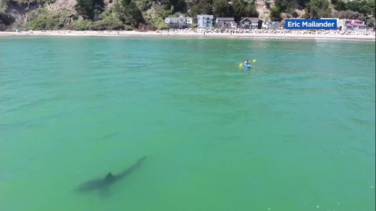 A shark is seen swimming in the water near a Santa Cruz, Calif. beach on Friday, June 22, 2018.