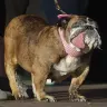 English bulldog Zsa Zsa wins ugliest dog contest