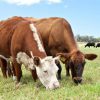 Cows grazing