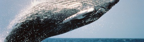 Humpback whale energy hangs in the balance