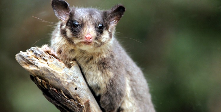 Resurrecting the Leadbeater's possum