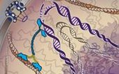 repairing DNA