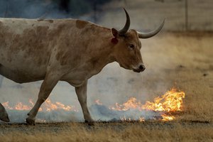 A cow walks past flames as the County fire burns in Guinda, Calif., on Sunday July 1, 2018. The blaze has prompted evacuation orders in three counties.