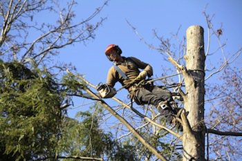 Tree Lopping